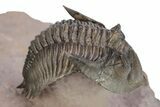 Detailed Metacanthina Trilobite With Enrolled Reedops #254151-4